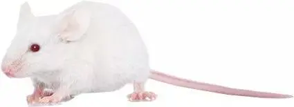 小猫

中度可信度描述已自动生成