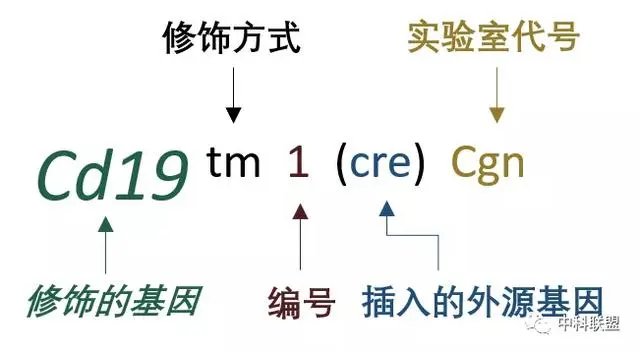 图示, 示意图

描述已自动生成