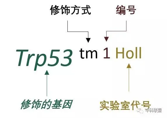 图示, 示意图

描述已自动生成