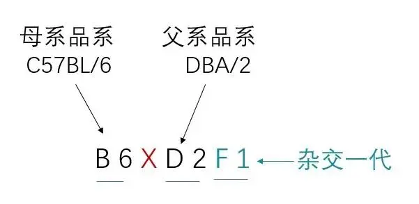 图示

描述已自动生成